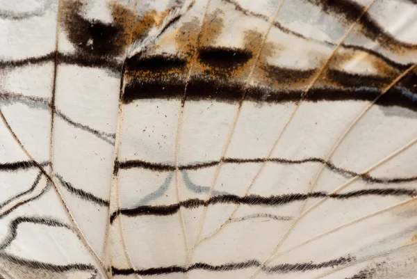 Butterfly wing pattern — Stock Photo, Image