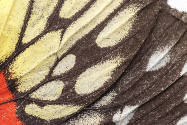 Vlinder vleugels patroon — Stockfoto