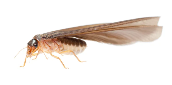 Termit bílá mravenec — Stock fotografie