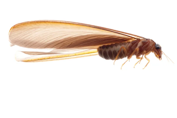 Termita hormiga blanca —  Fotos de Stock