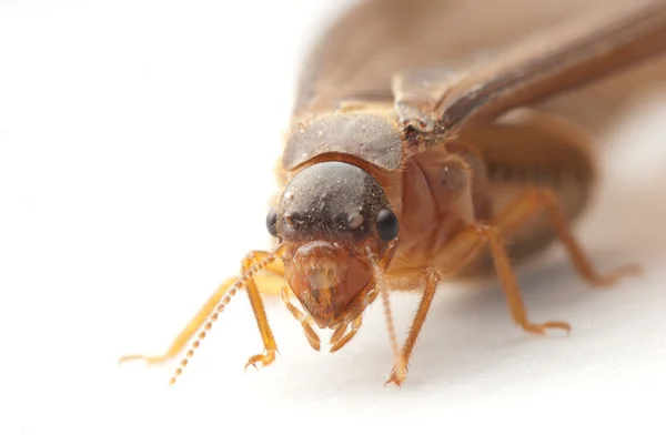 Ritratto di scarabeo — Foto Stock