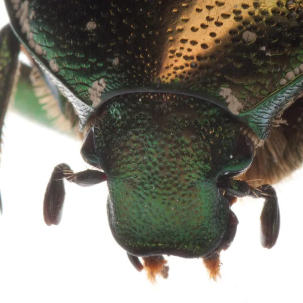 Flower beetle portrait — Stock Photo, Image