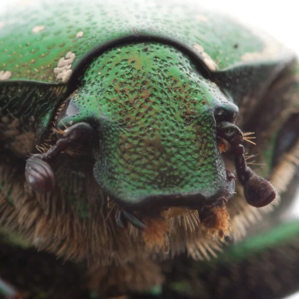 Квітка жука портрет — стокове фото