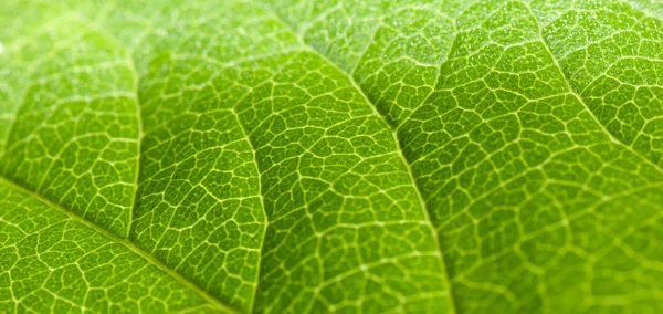 Struktura makra zelených listů — Stock fotografie