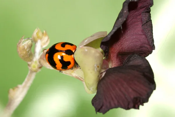 Ladybird bug — Stock Photo, Image