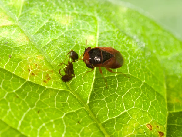 臭 bug 攻击红色火蚁 — 图库照片