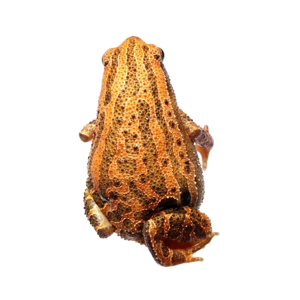 Płaz zwierzę żaba — Zdjęcie stockowe
