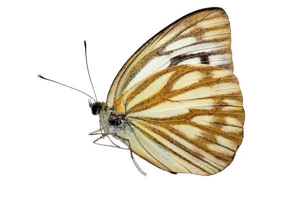 Mariposa vista lateral —  Fotos de Stock