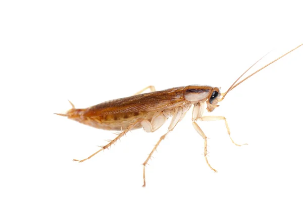 Cockroach isolated — Stock Photo, Image