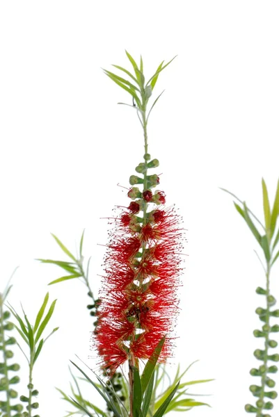 Red bottle brush tree — Stock Photo, Image