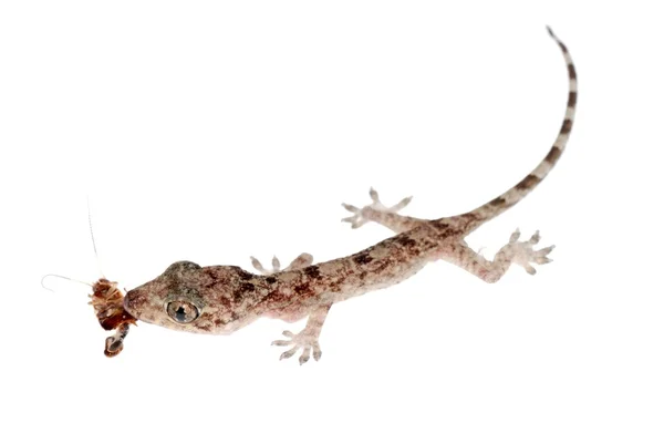 Gecko nena comer cucaracha aislado — Foto de Stock