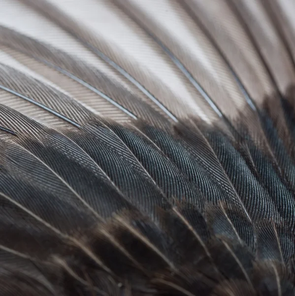Текстура птичьего крыла — стоковое фото