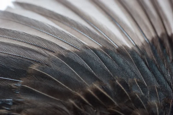 Textur der Vogelflügel — Stockfoto
