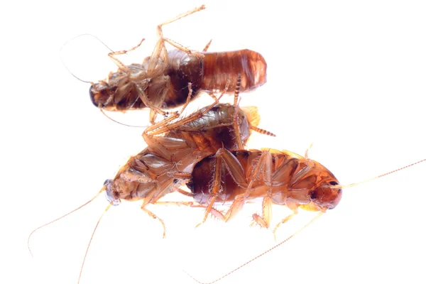 Bug kecoa serangga mati — Stok Foto