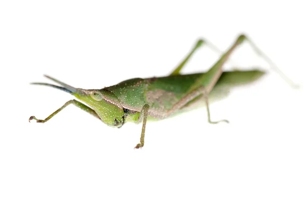 Zelená hmyzu grasshopper — Stock fotografie