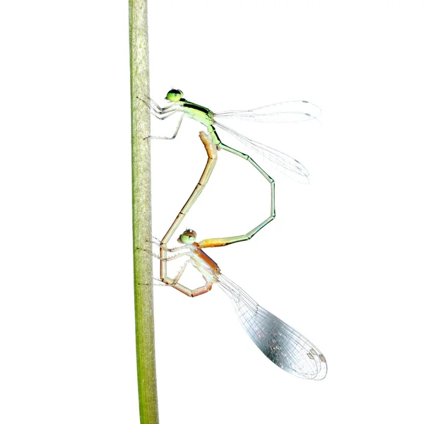 Damselfly libélula acasalamento isolado — Fotografia de Stock
