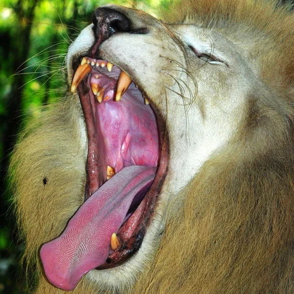 Rugido de león macho — Foto de Stock