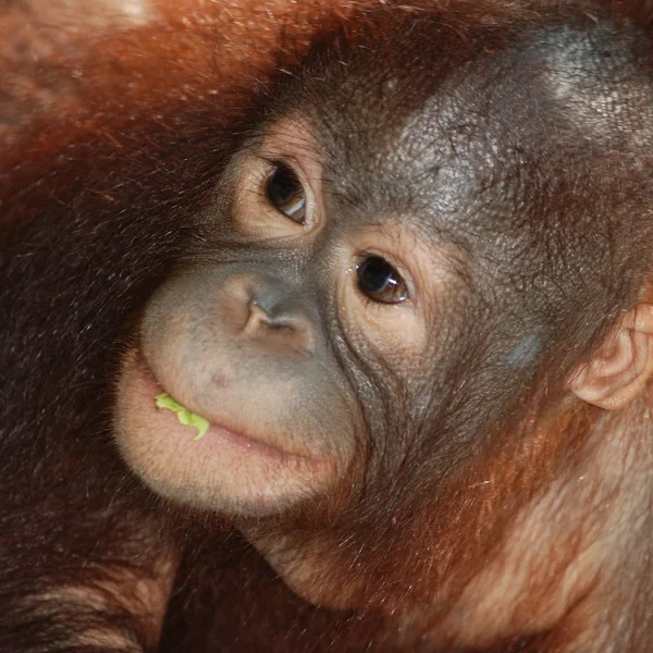 Dierlijke aap ape — Stockfoto