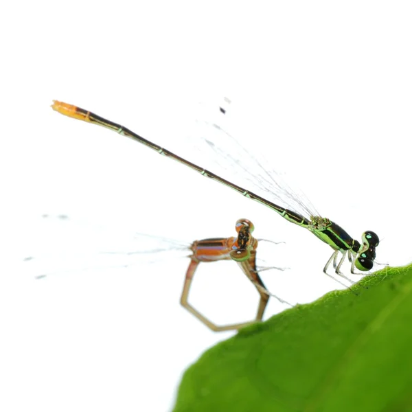 Damselfly sudenkorento pariutumisen eristetty — kuvapankkivalokuva