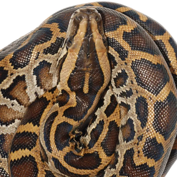 Boa yılanı — Stok fotoğraf