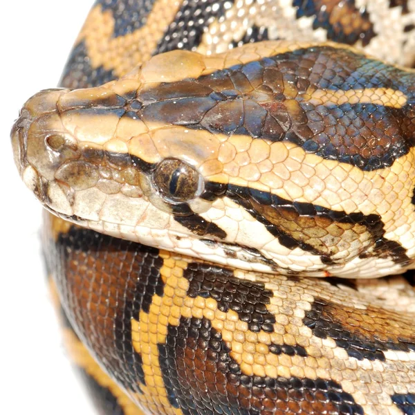 Boa serpiente — Foto de Stock