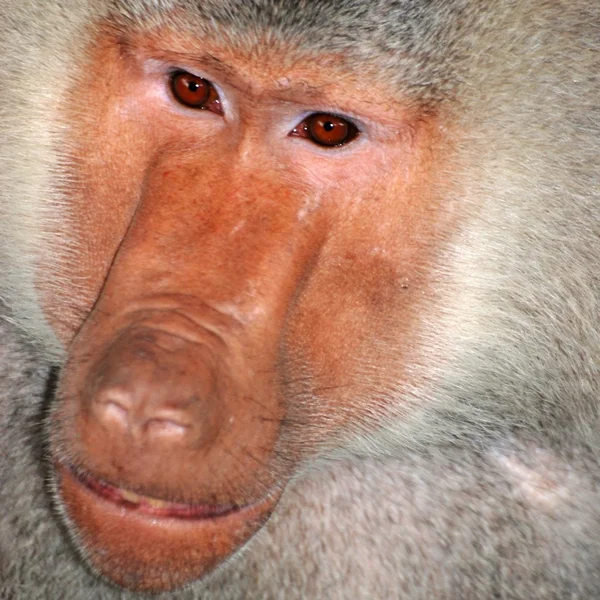 Babuino mono animal — Foto de Stock