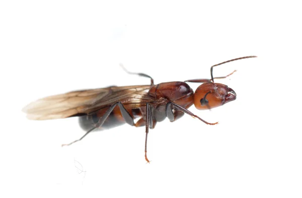 Плодородный муравей — стоковое фото