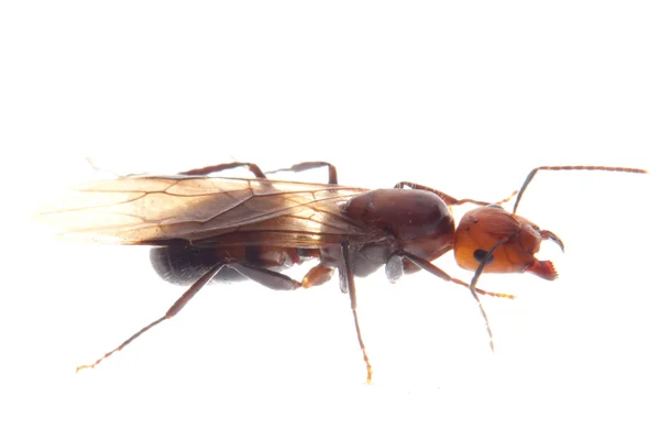 Úrodné mravenec — Stock fotografie