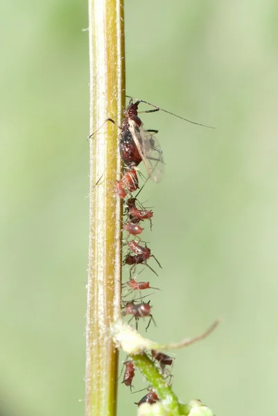 Insekt bladlöss familj — Stockfoto
