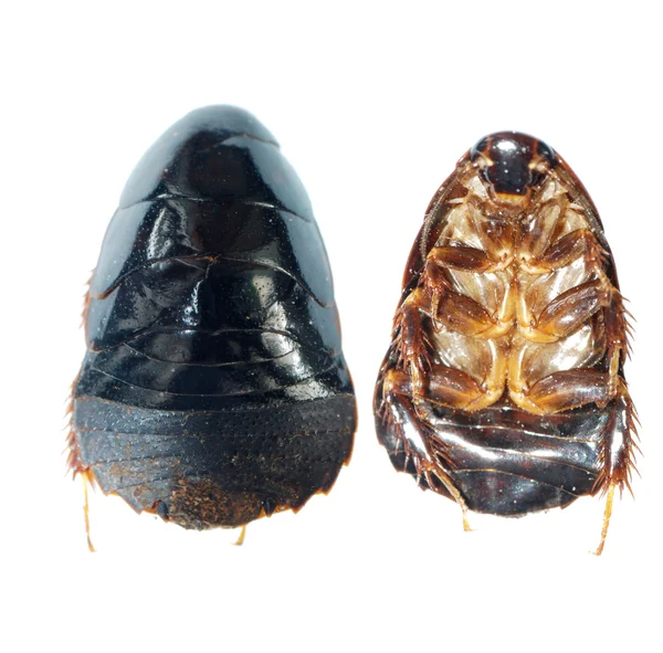 Kumbang kecoak tanah hitam — Stok Foto