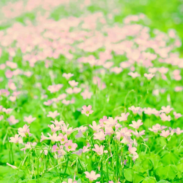 Primavera flor diminuta — Foto de Stock