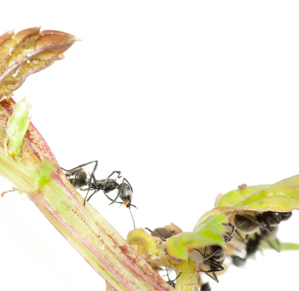 Hmyzu mravenec — Stock fotografie