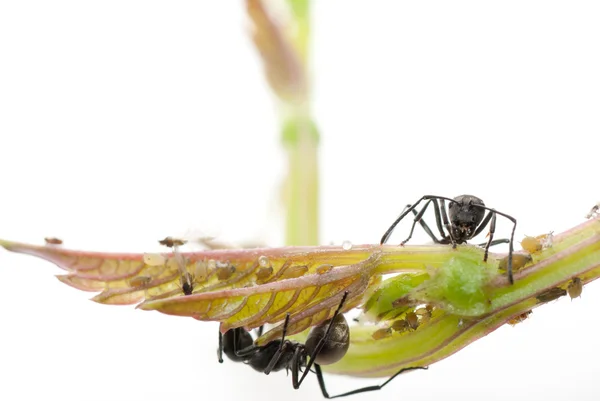 Έντομο μυρμήγκι — Φωτογραφία Αρχείου