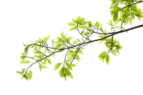 Wiosną przyroda zielony liść — Zdjęcie stockowe