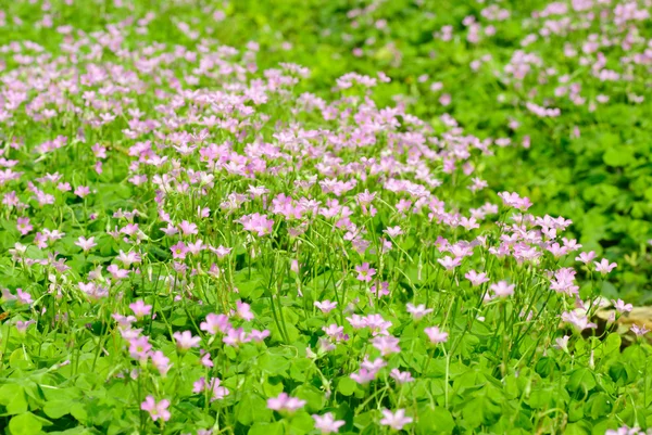 Primavera minuscolo fiore — Foto Stock