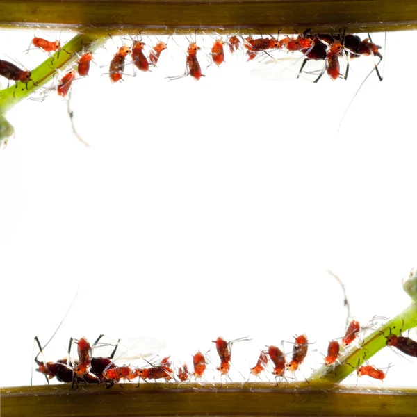 Família de pulgões de insetos — Fotografia de Stock