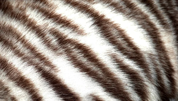 Tygří kožešina — Stock fotografie