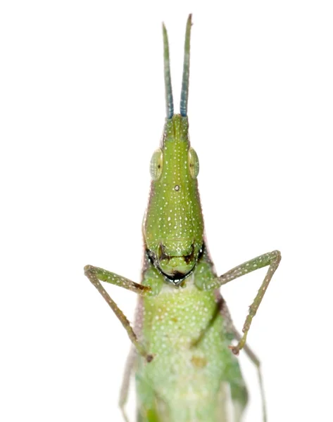 Green insect grasshopper — Stock Photo, Image
