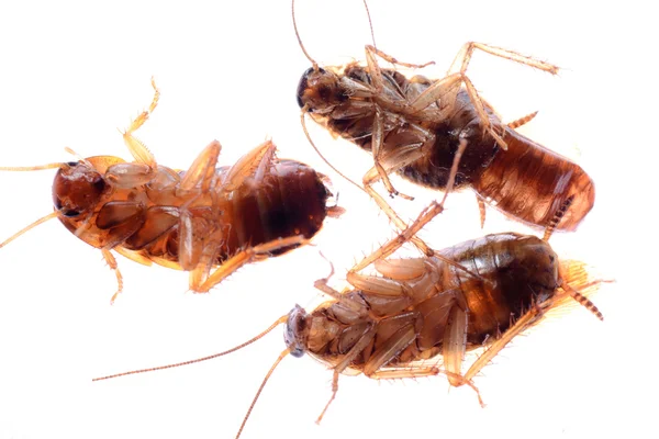 죽은 곤충 바퀴벌레 버그 — 스톡 사진