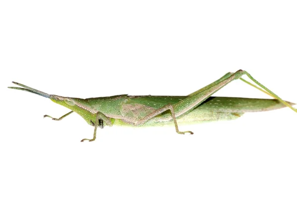 Zielony owad pasikonik — Zdjęcie stockowe