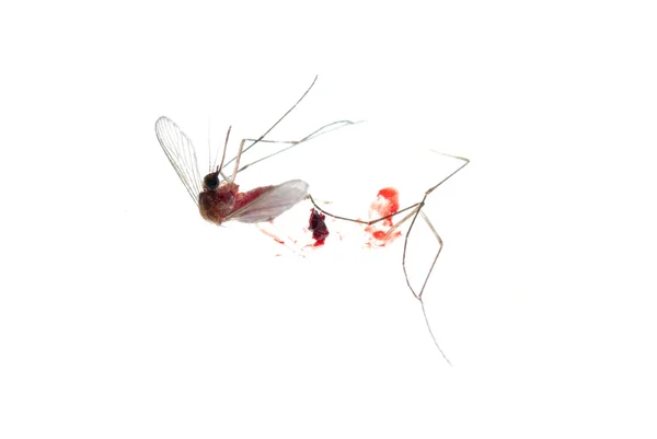 Chyba mrtvý komár — Stock fotografie
