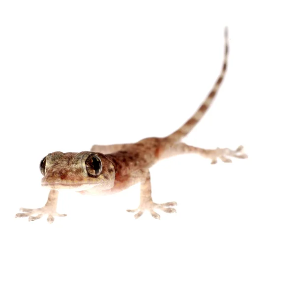 Gecko chinois animal — Photo