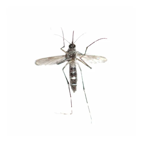 stock image Mosquito bug