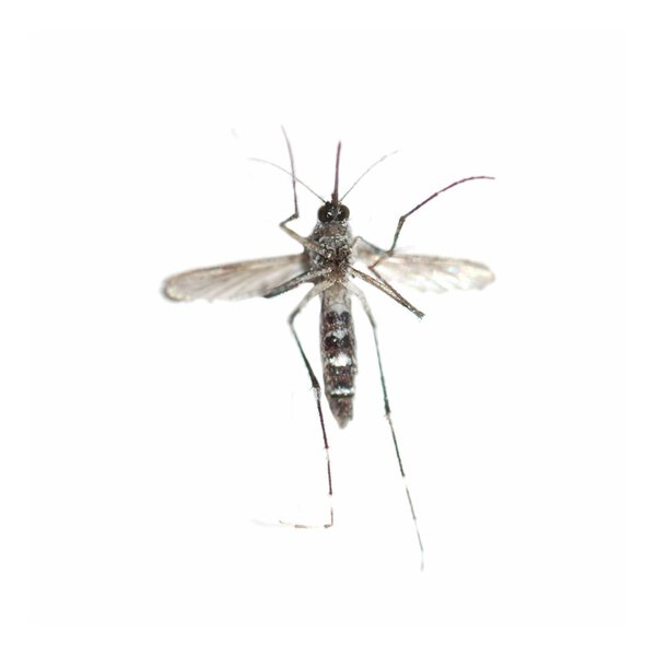 Mosquito bug