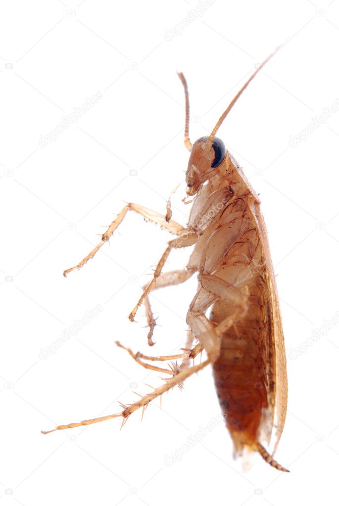 German cockroach isolated