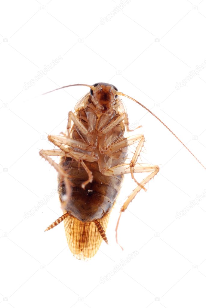Roach bug isolated