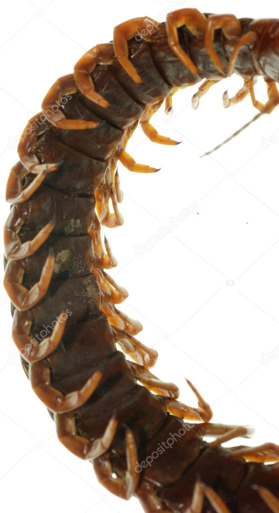 Poison animal centipede