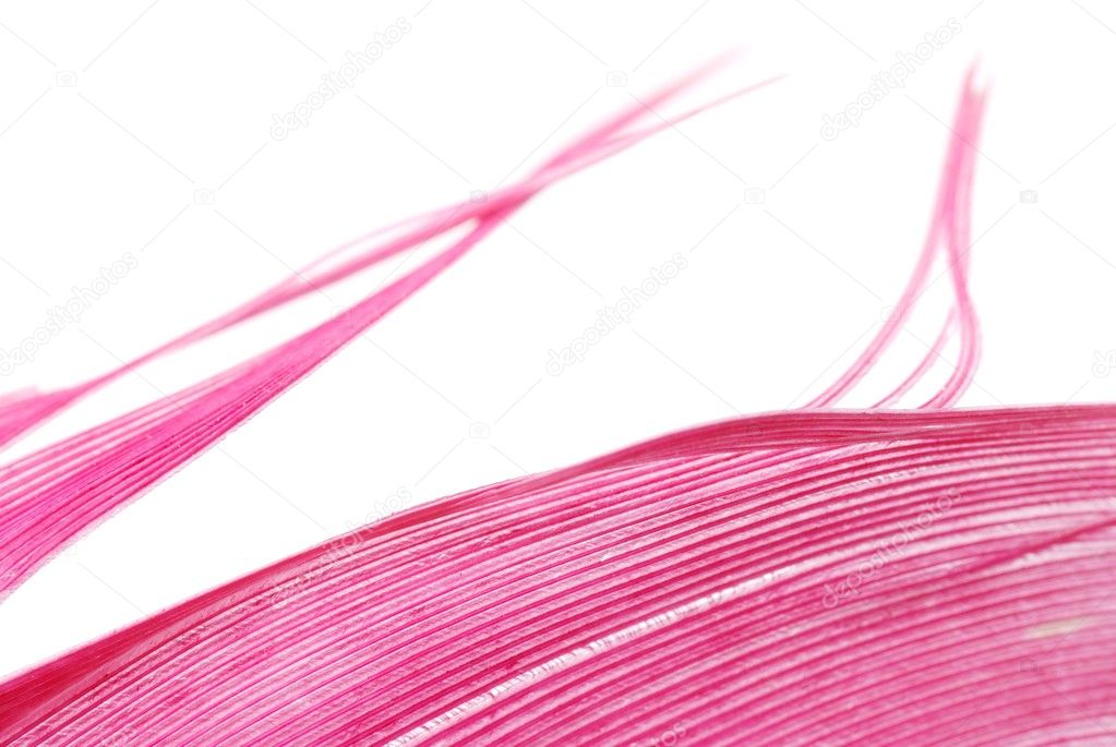 Red feather abstract texture background