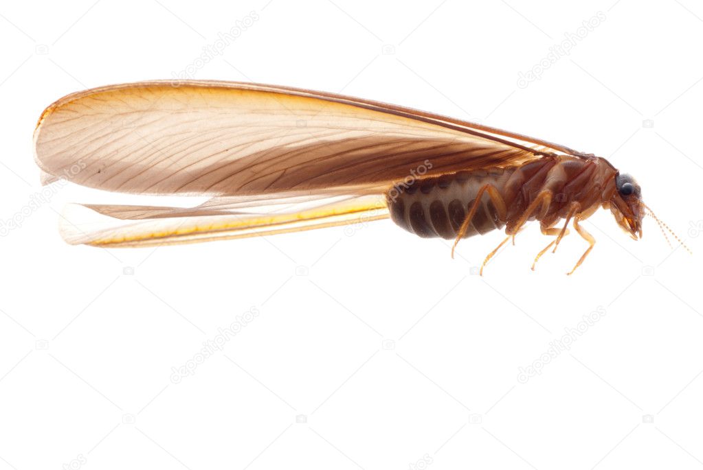 Termite white ant