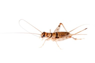 Insect cricket clipart